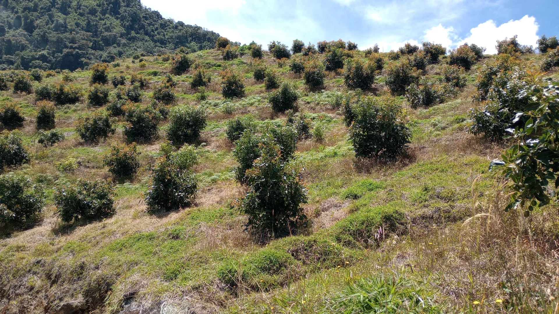 Cultivo de aguacate en Sonsón
