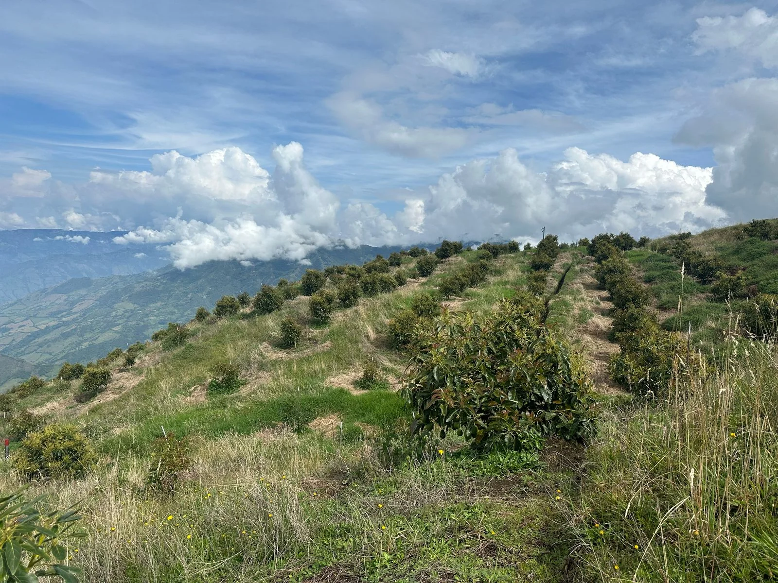 Paisaje de Monteamor, Sonsón
