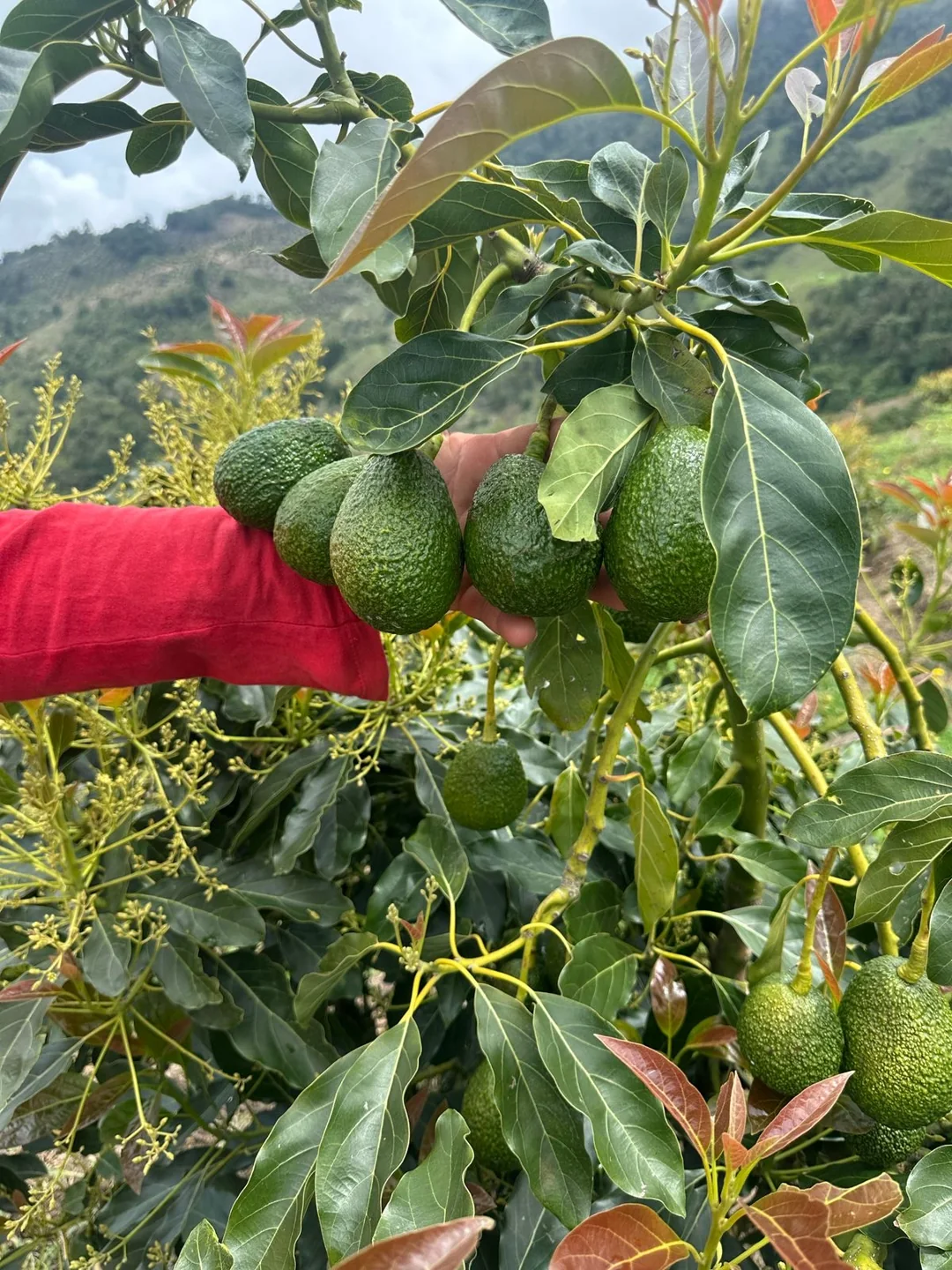 Aguacates cultivados en Monteamor